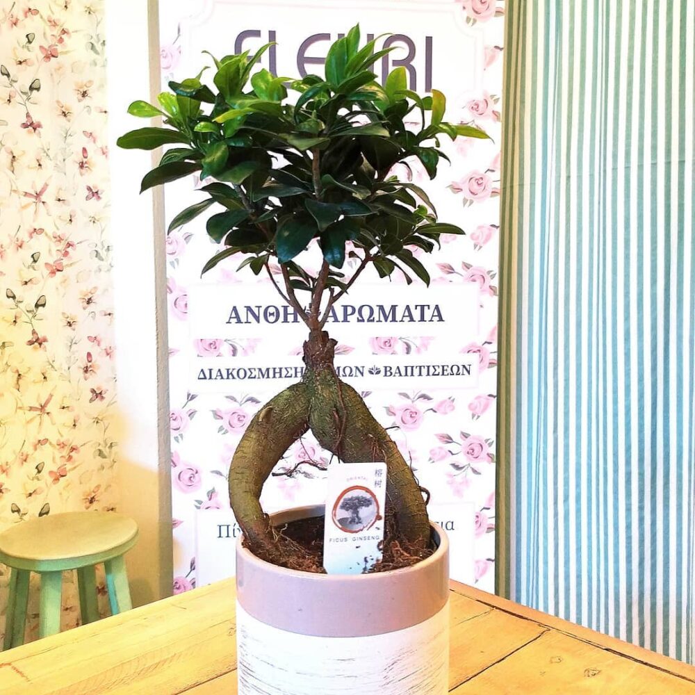 Bonsai Ficus