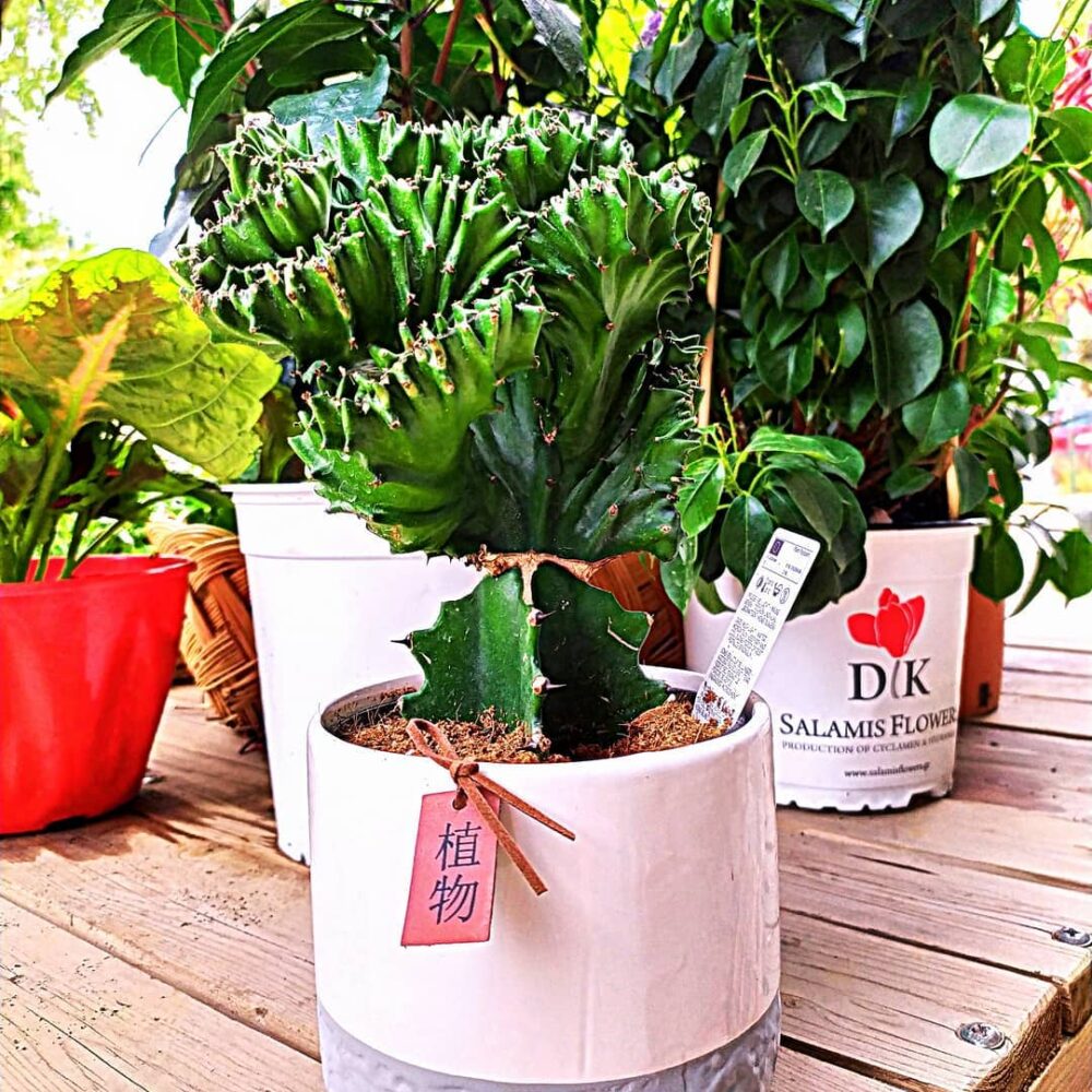 Cactus Argentina