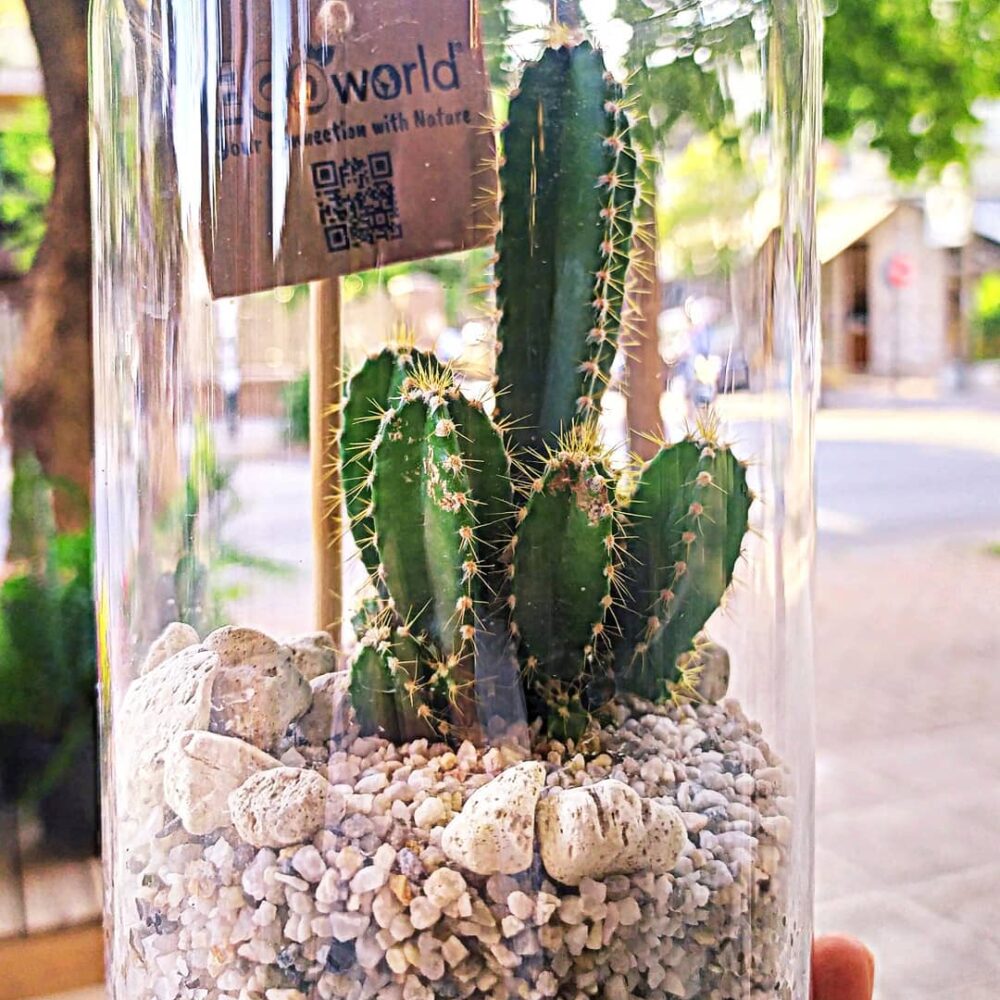 Cactus Eco