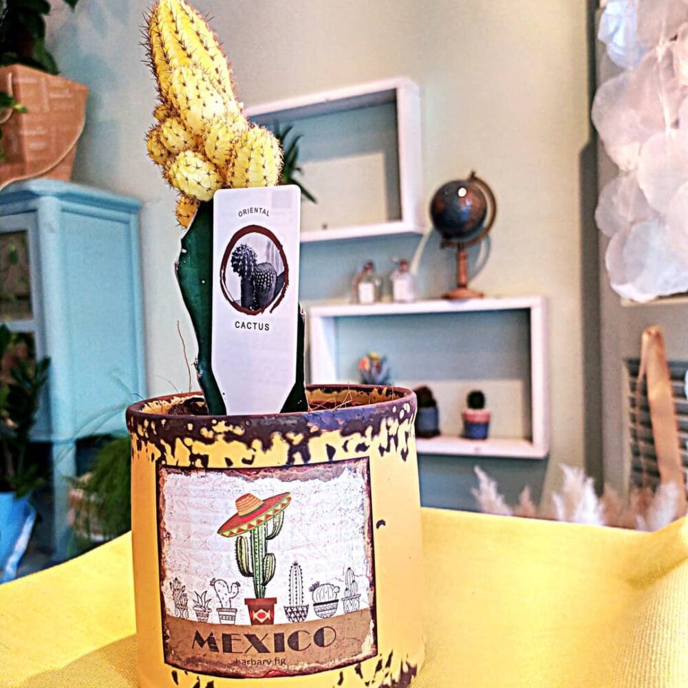 Cactus Viva la Vida 3