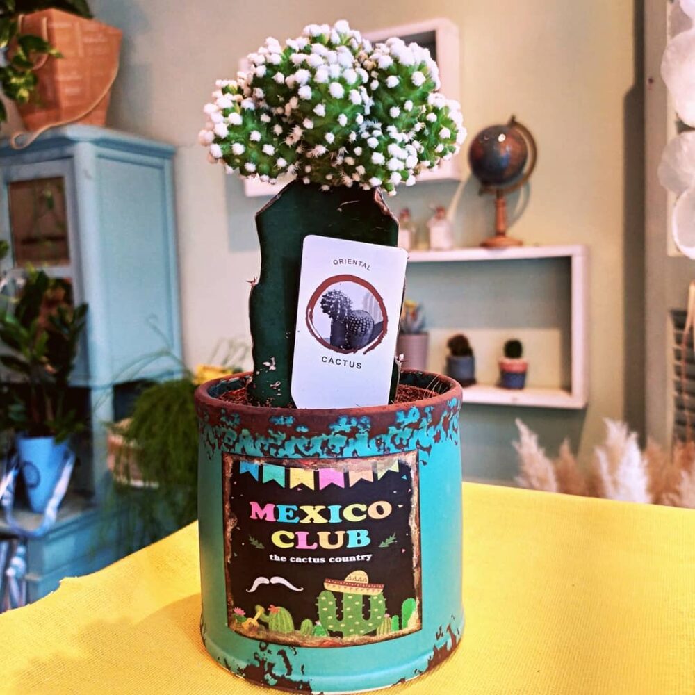 Cactus Viva la Vida 2
