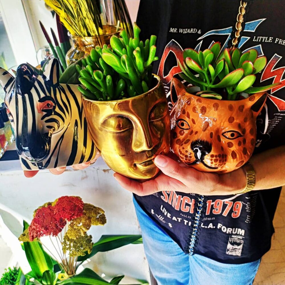 Succulent Tropical