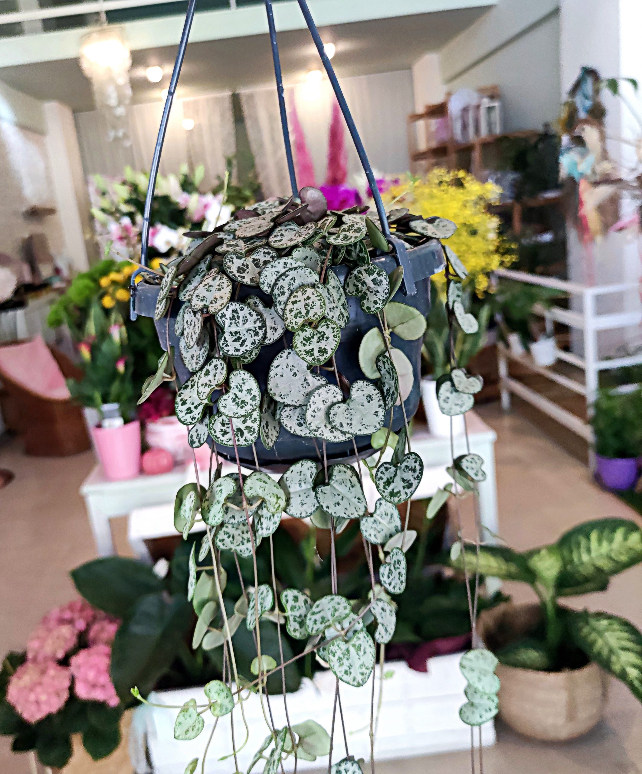 Ceropegia woodii