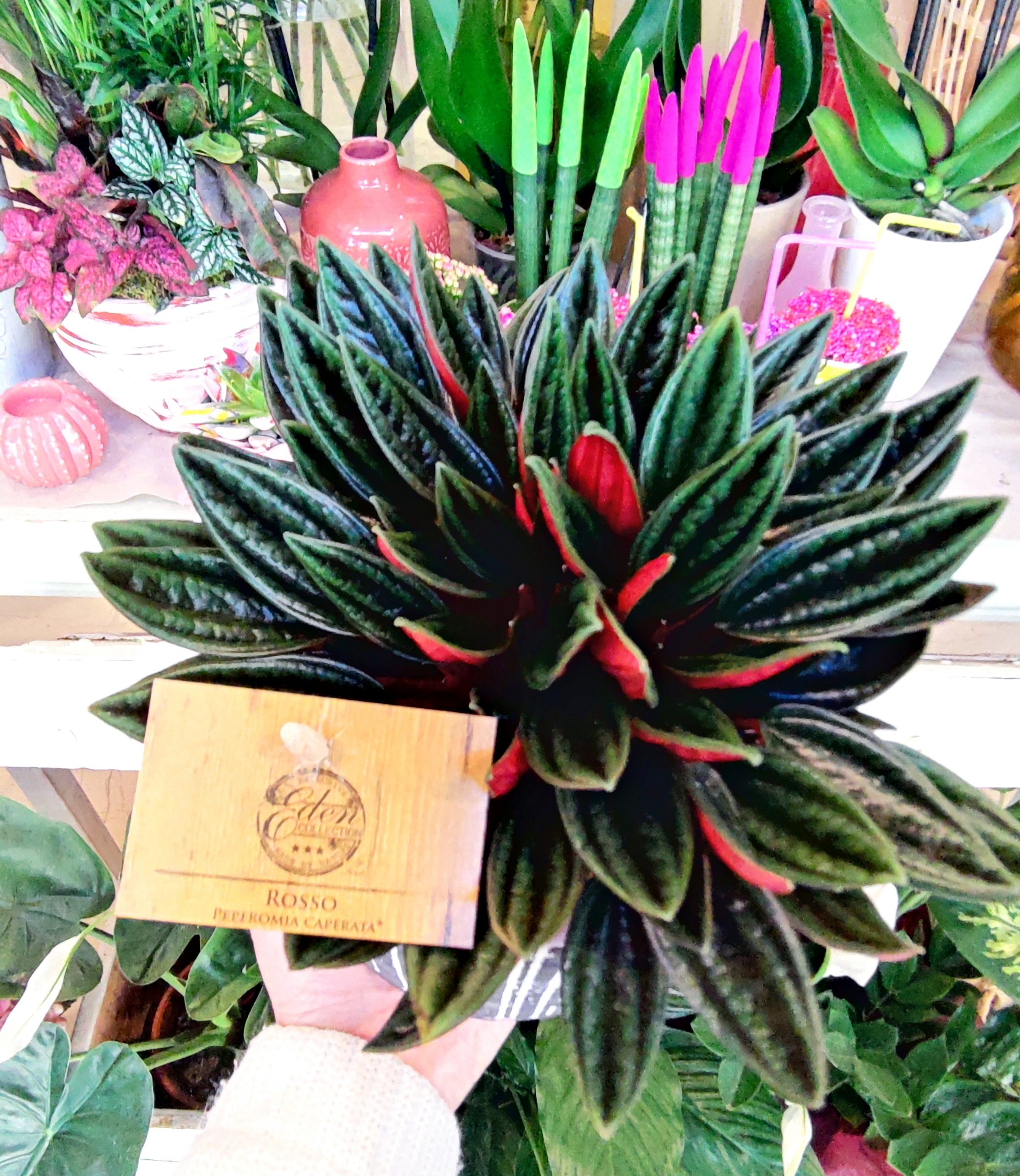 Peperomia