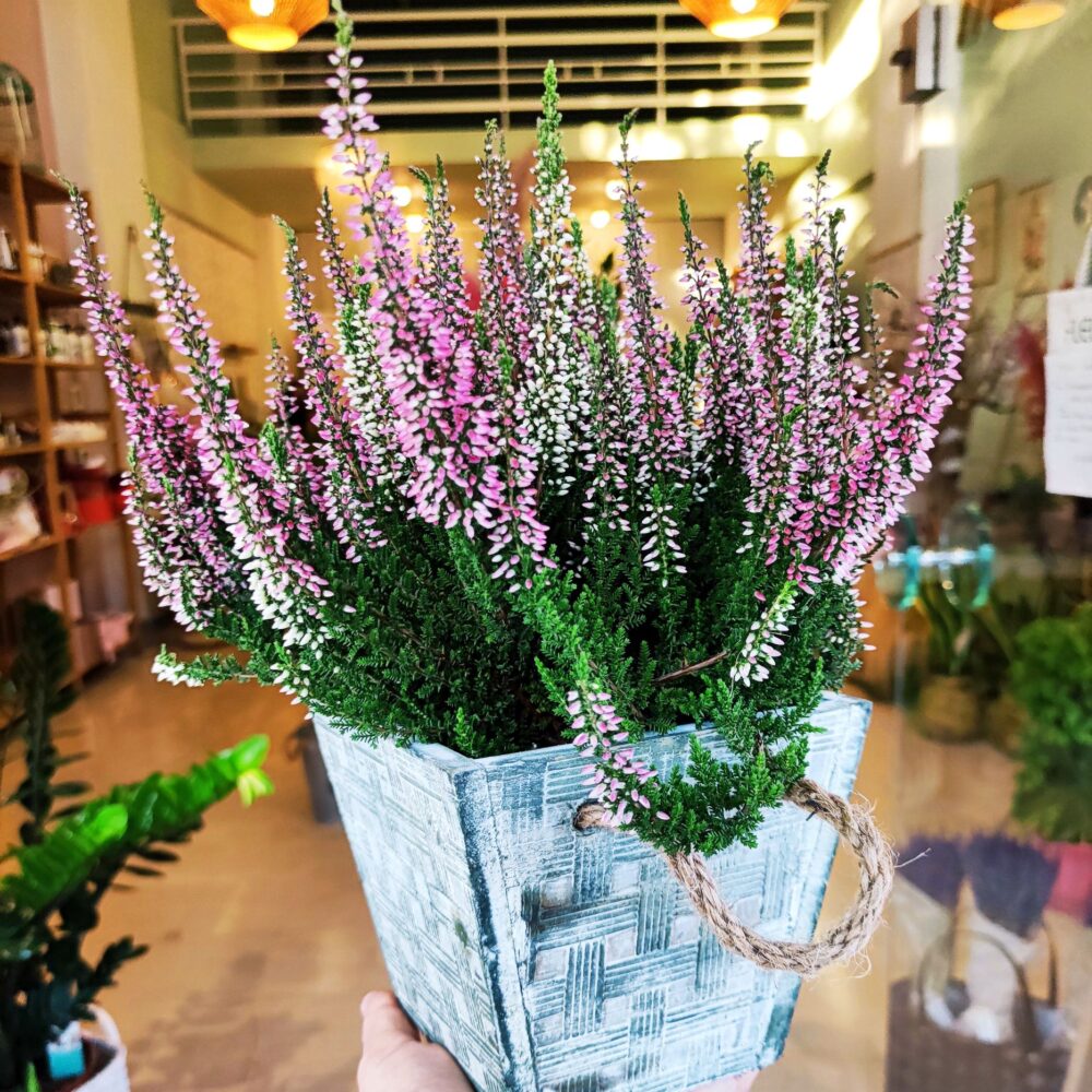 Calluna